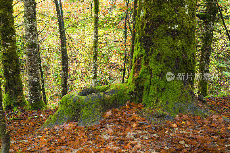 Irati forest，潘普洛纳，纳瓦拉，西班牙。